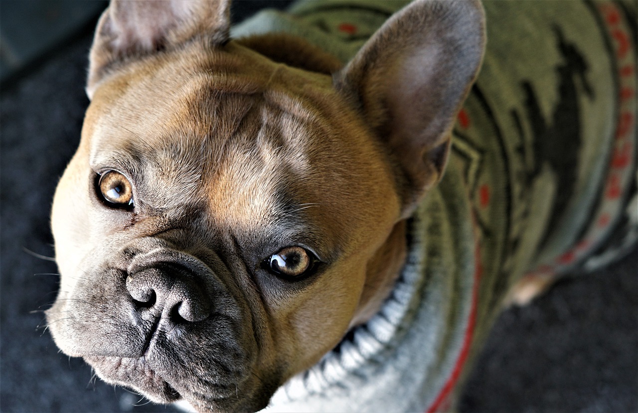 Stylowa i ciepła odzież dla psów – konieczność czy fanaberia?