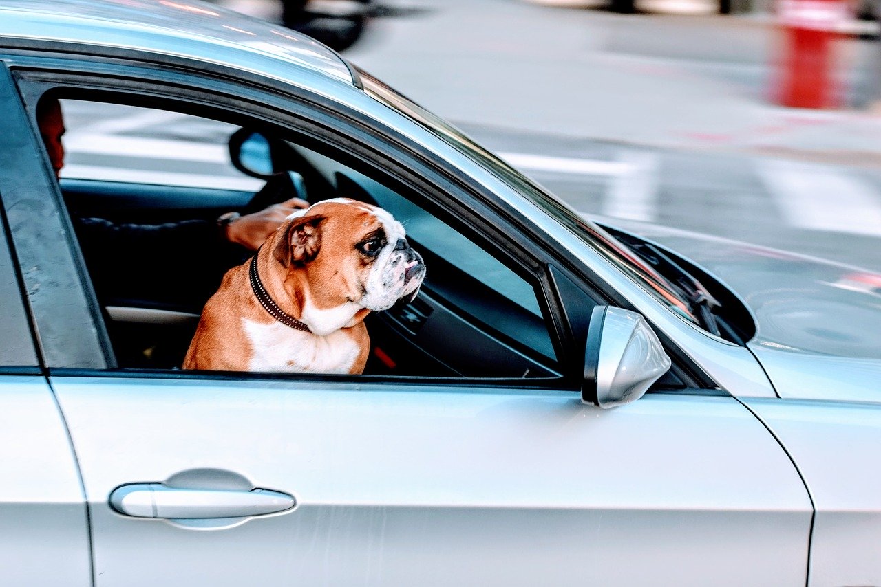 Bezpieczny przewóz psa autem – o czym pamiętać?