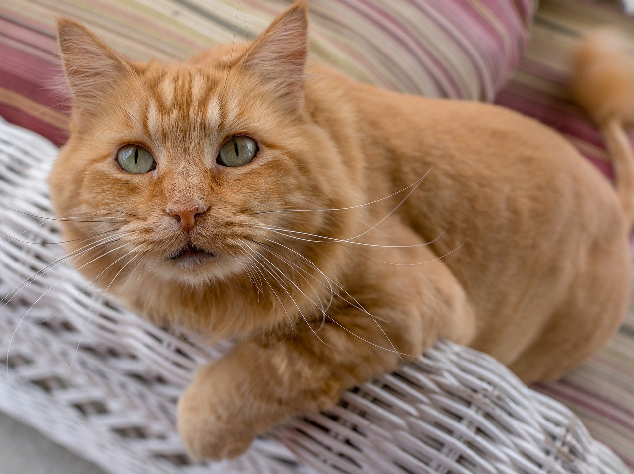 Maine Coon kocia rasa piastująca miano największego kota na świecie