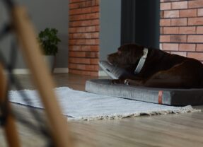 Ortopedyczne legowisko i materace dla psa