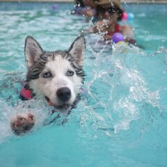 10 Interesujących Ciekawostek o Husky Syberyjskim