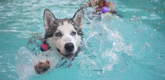 10 Interesujących Ciekawostek o Husky Syberyjskim